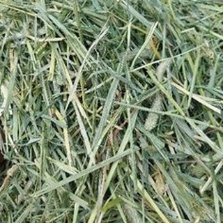 Cỏ Timothy loại 1 thơm xanh dành cho Thỏ,bọ ú,. trên 6 tháng tuổi 500gr