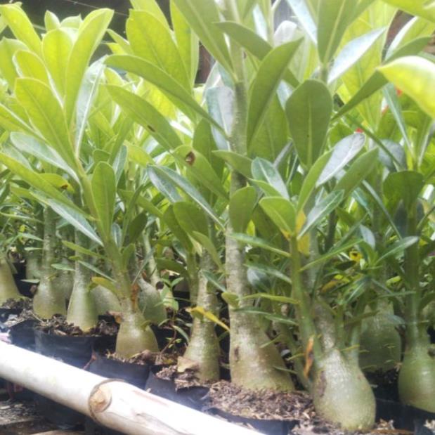 Cây sứ Thái Đơn (cây rễ trần)