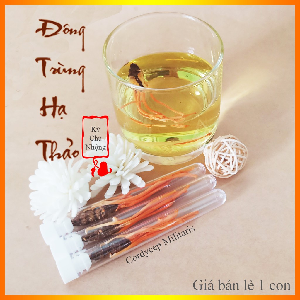 Đông Trùng Hạ Thảo Nhộng Tằm Nguyên Con Sấy Thăng Hoa ADENOSINE ĐẠT 5.71mg/100g