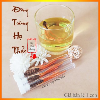 Đông Trùng Hạ Thảo Nhộng Tằm Nguyên Con Sấy Thăng Hoa ADENOSINE ĐẠT 5.71mg/100g