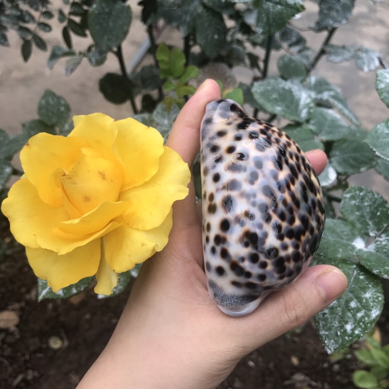 Ốc Sứ Vân Hổ Derco Trang Trí Phòng Khách, Derco Nền Chụp Ảnh, Đồ Chơi An Toàn Cho Bé Khám Phá