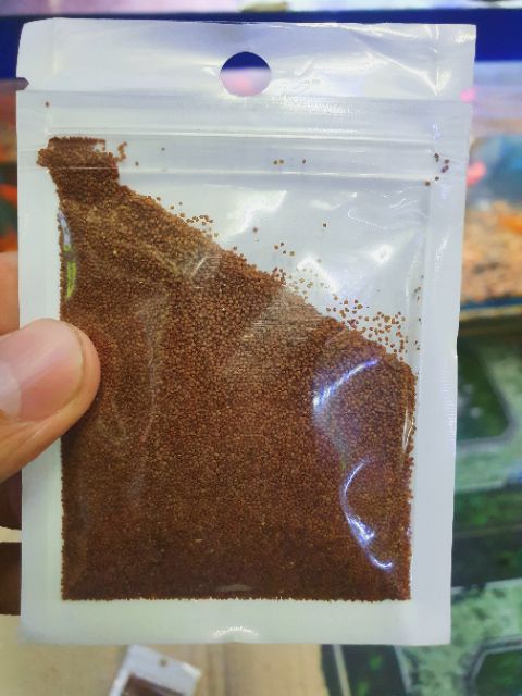 COMBO BỘ 2 HẠT GIỐNG THỦY SINH TRÂN CHÂU LÁ NHỎ LÁ LỚN 10G