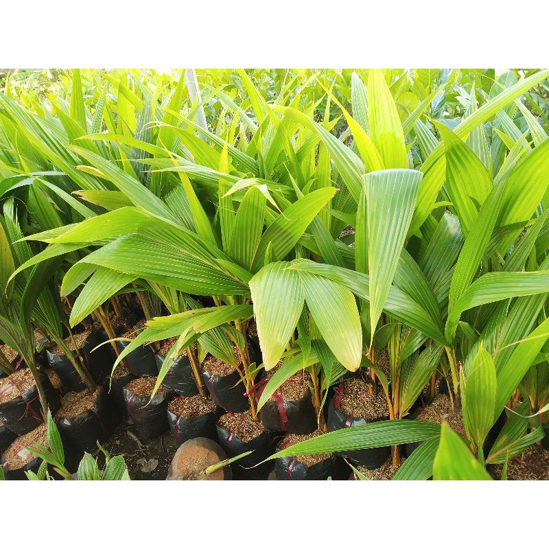 Dừa xiêm hồng  29k / cây