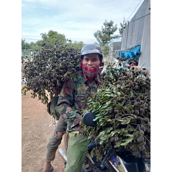 Trái Say Rừng| Nhung Hàng Tuyển Loại 1  Chuẩn Mùa Mới 500gr