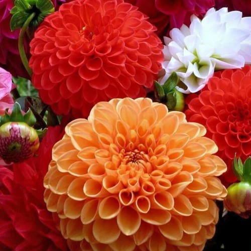 HẠT GIỐNG HOA THƯỢC DƯỢC