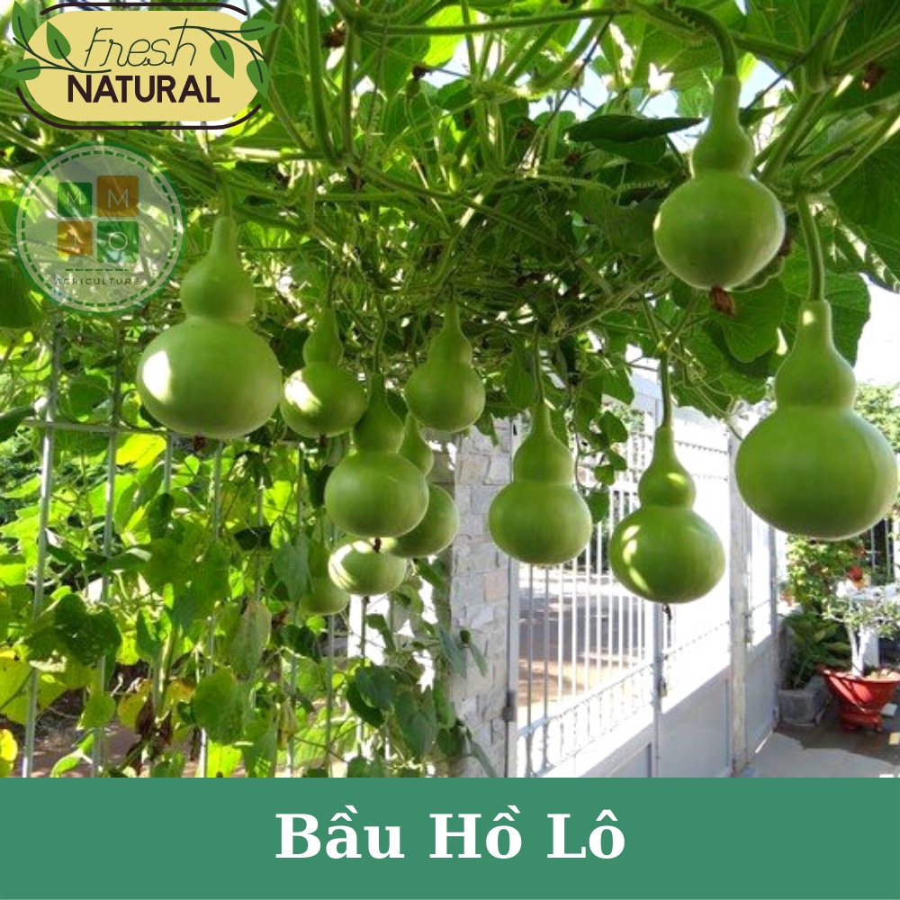Hạt giống bầu hồ lô siêu quả
