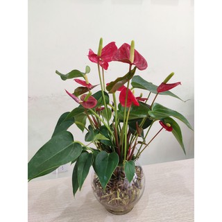 (Xanhshop22) Hồng môn thủy sinh