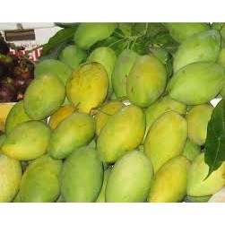 Cây giống Xoài Cát Hòa Lộc. .