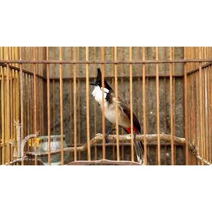 Cám chim chào mào 2 Hiển Bảo Khánh_ 200g giúp chim căng lửa thi đấu tốt - Thức Ăn Cho Chim