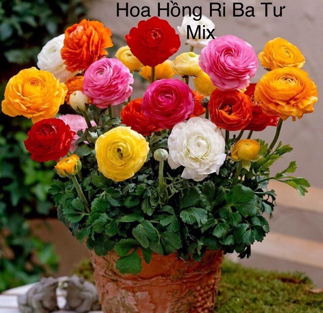 HẠT GIỐNG HOA HỒNG RI BA TƯ Mix (Mao lương) - Hoa Hồng Bụi