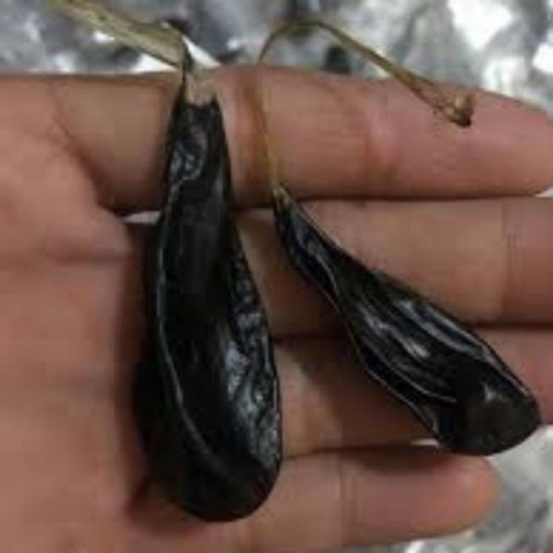 mật kỳ đà chất lượng