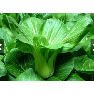20gr - HẠT GIỐNG CẢI THÌA