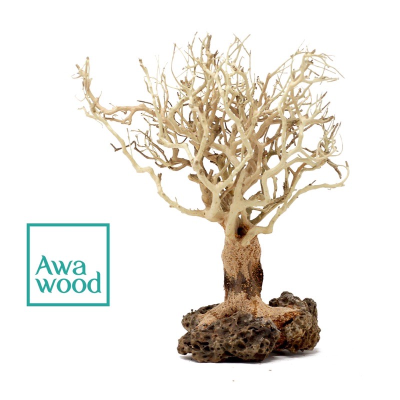 Lũa bonsai tự nhiên cao 10 cm