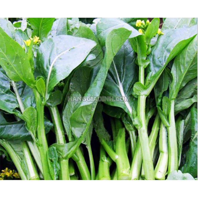 Hạt Giống Cải Ngồng Mập  - Giòn, Ngon , Ngọt - MUA 3 TẶNG 1 CÙNG LOẠI