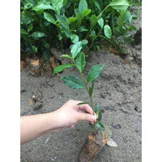 5cây chè xanh trà xanh thái nguyên