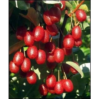 Cây nhót ngọt Mỹ, giống ngót ngọt, nhập khẩu năng xuất
