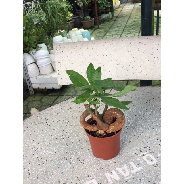 Kim ngân gốc nơ(24cm)