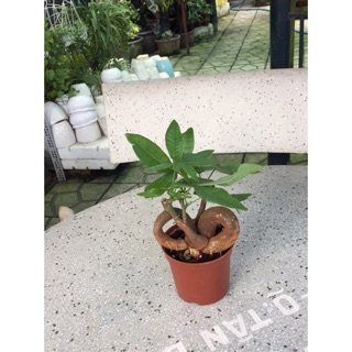 Kim ngân gốc nơ(24cm)
