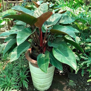 Trầu bà đế vương đỏ