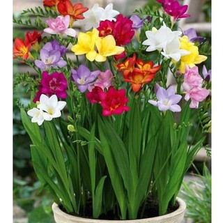 Combo 5 củ hoa lan nam phí 5 màu - tặng 5 viên nén ươm củ - HG1