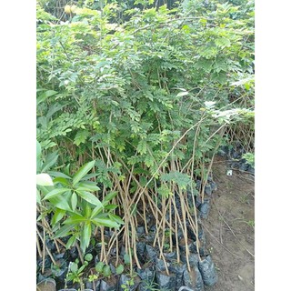 CÂY GIỐNG SƯA ĐỎ