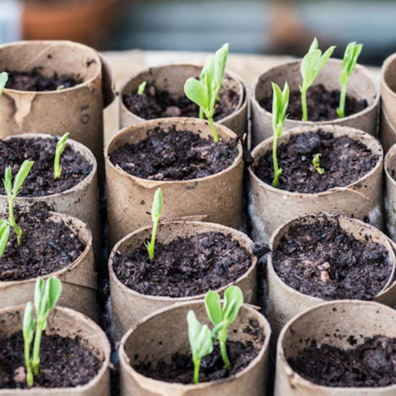 100 hạt giống hoa đậu biếc siêu nảy mầm, hạt đậu biếc