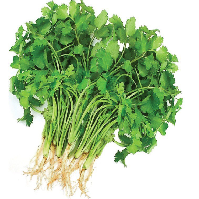 Hạt giống rau mùi ( ngò rí ) dễ trồng kháng sâu bệnh năng xuất cao [ gói 100gram ,200gram,500gram]