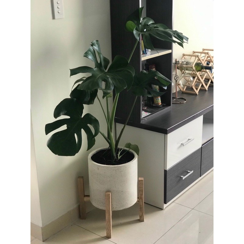 Trầu Bà Lá Xẻ ( Size Đại Gốc lớn già ) ( hình thực cây thực )