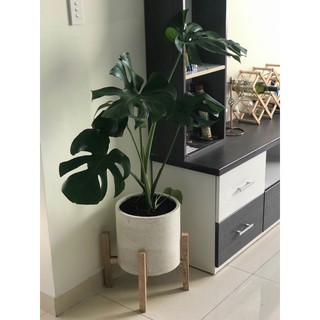 Trầu Bà Lá Xẻ ( Size Đại Gốc lớn già ) ( hình thực cây thực )
