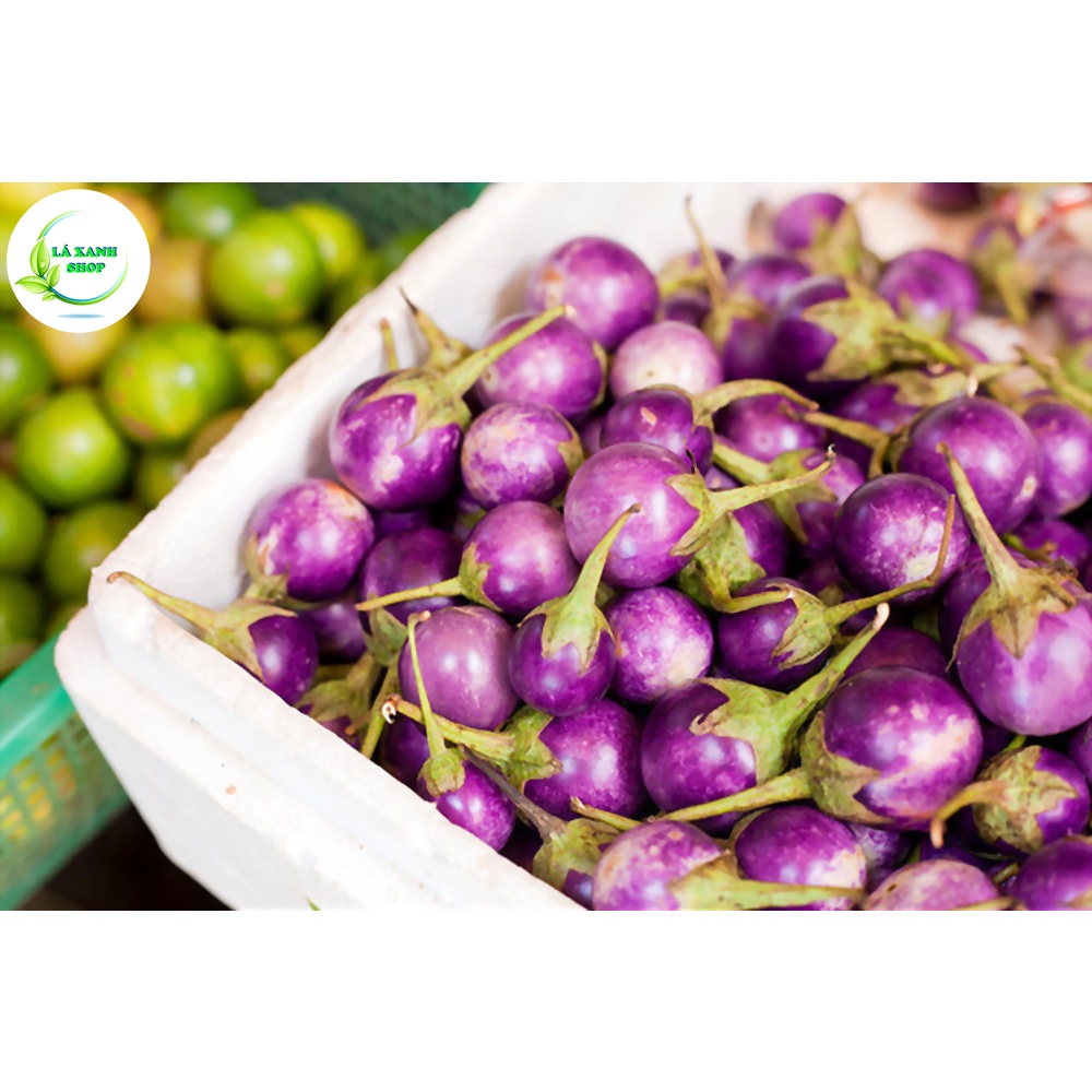 Hạt giống Cà Pháo Tím Trồng Quanh Năm, Nảy Mầm Tốt, Cây Kháng Bệnh Tốt ̣(gói 0,5 gr) - Hạt giống Rạng Đông
