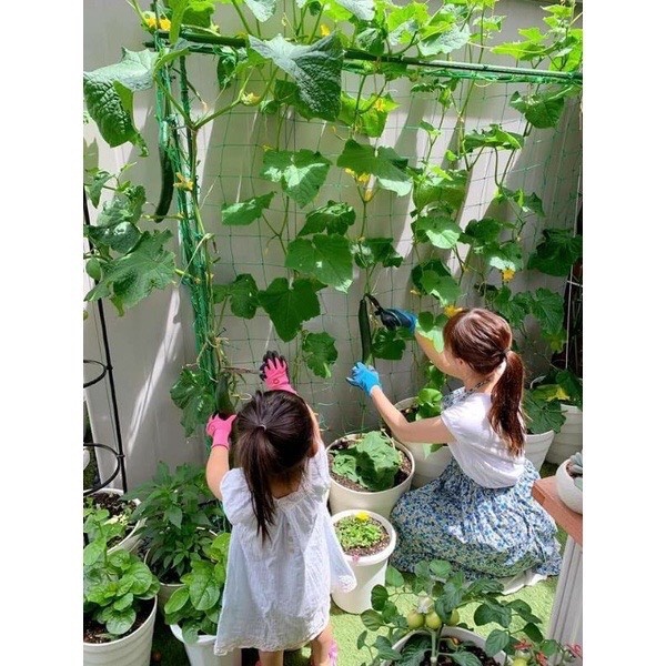 10 MÉT LƯỚI TRỒNG CÂY XANH LÁ CAO CẤP LÀM DÂY GIÀN LEO THÂN BÒ