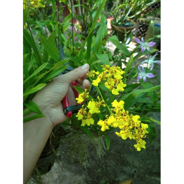 Lan vũ nữ - Hoa lan thanh lý giá rẻ