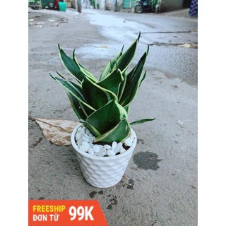 Chậu Lưỡi Hổ Thái Búp Sen