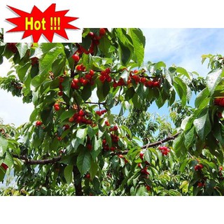 Hạt giống Anh đào (Cherry) (10 hạt)