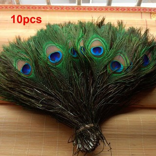 10 lông đuôi công cho trang trí