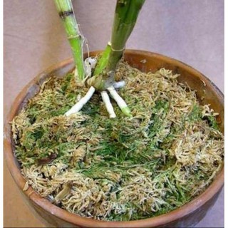 RÊU RỪNG TRỒNG LAN