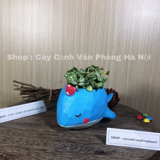 [ Quà Tặng Kèm ] chậu cây cá voi xanh
