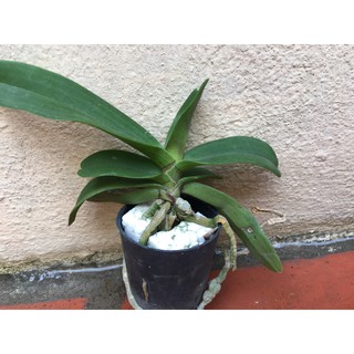 Hoa lan đai châu đôi mix mầu