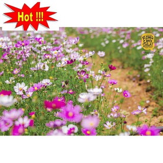 Hạt giống Sao nhái mix (100 hạt)
