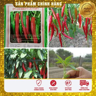 Hạt Giống Ớt Chỉ Địa Thái Lan - 30 hạt