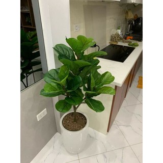 cây bàng singapore