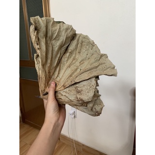 5kg )lá sen khô