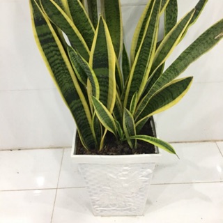 Lưỡi hổ thái