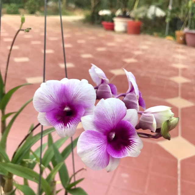 Hoa Lan dendro mini yaya - nhiều mặt hoa
