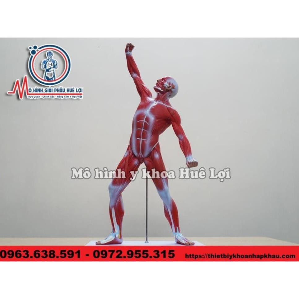 MÔ HÌNH GIẢI PHẪU TOÀN BỘ LỚP CƠ NÔNG CỦA CƠ THỂ NGƯỜI