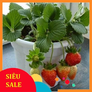 100 Hạt giống Dâu tây đỏ Quả to, Chịu nhiệt (tặng kích mầm, hướng dẫn ươm)