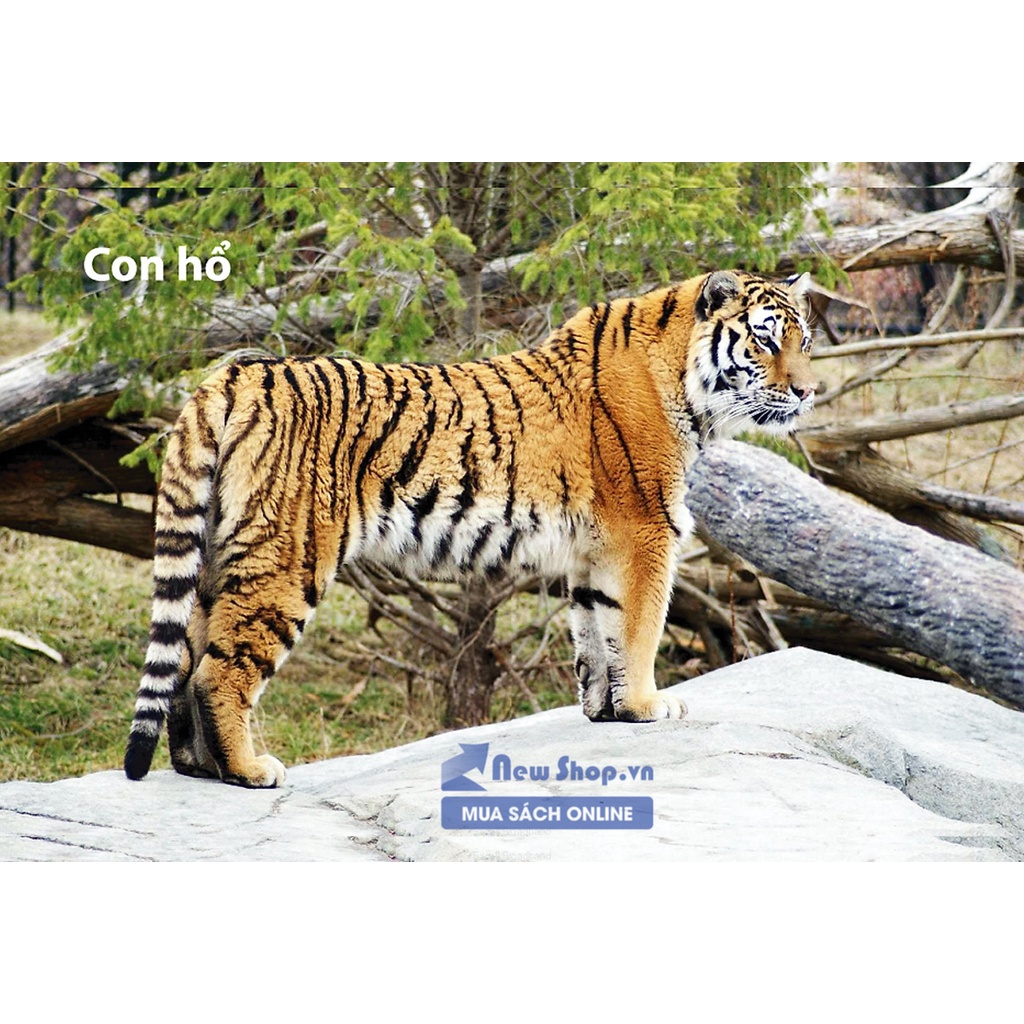 Thẻ Flashcard Thông Minh - Bé Nhận Biết Thế Giới Động Vật