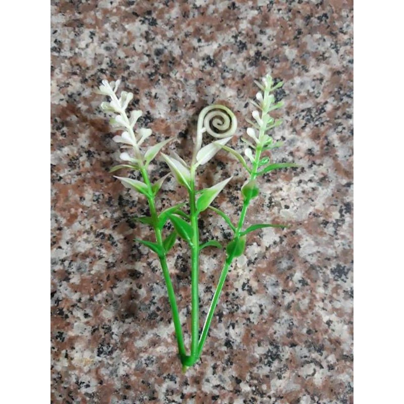 cỏ điểm móc