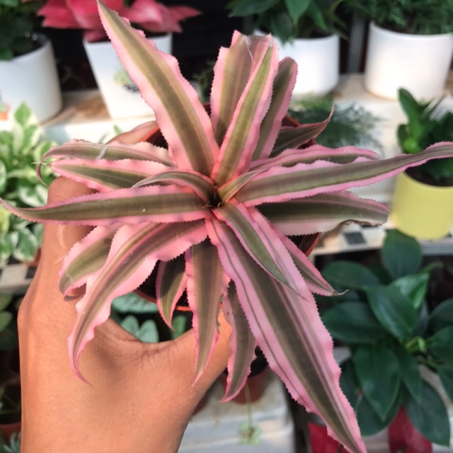 Cây dứa màu Nam Mỹ mini