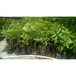 Combo 1 cây lộc vừng, 1 lộc vừng bonsai, 5 mai con quái, 1 mai con 5k, 2 dứa nếp, 1 cây liễu, 1 cây giấy mỹ